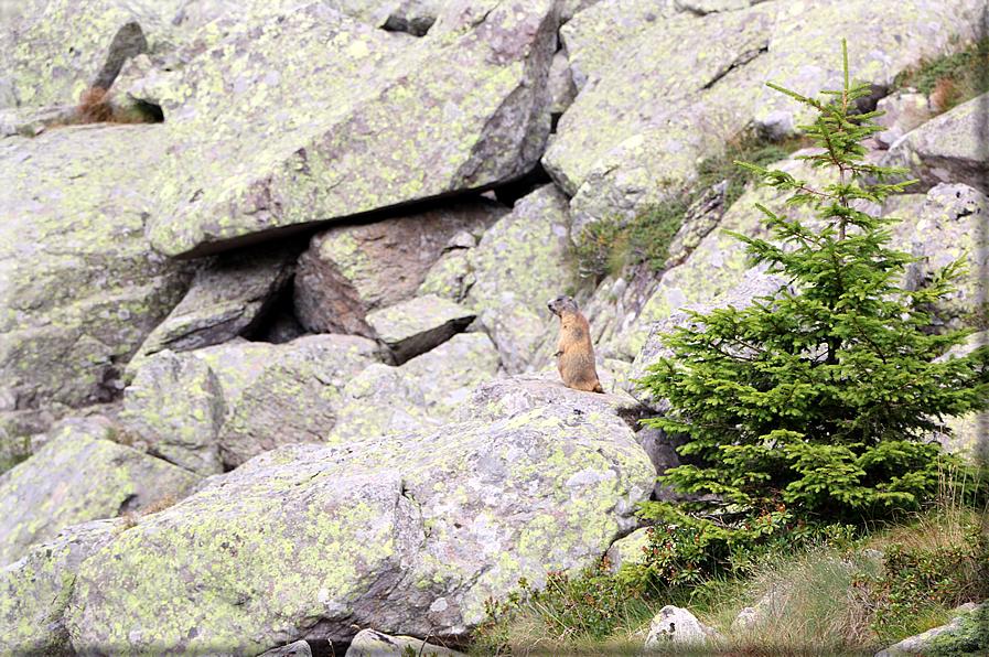 foto Da Forcella Montalon a Val Campelle